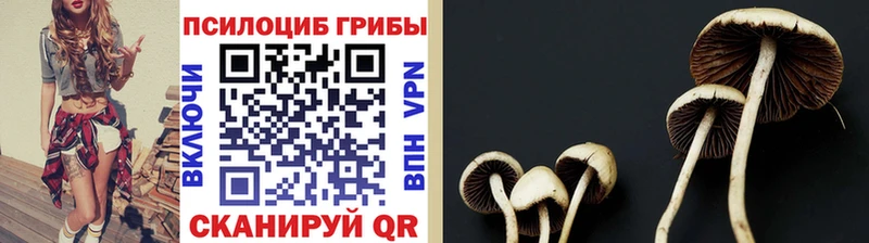 Псилоцибиновые грибы Cubensis  где можно купить   Богородицк 